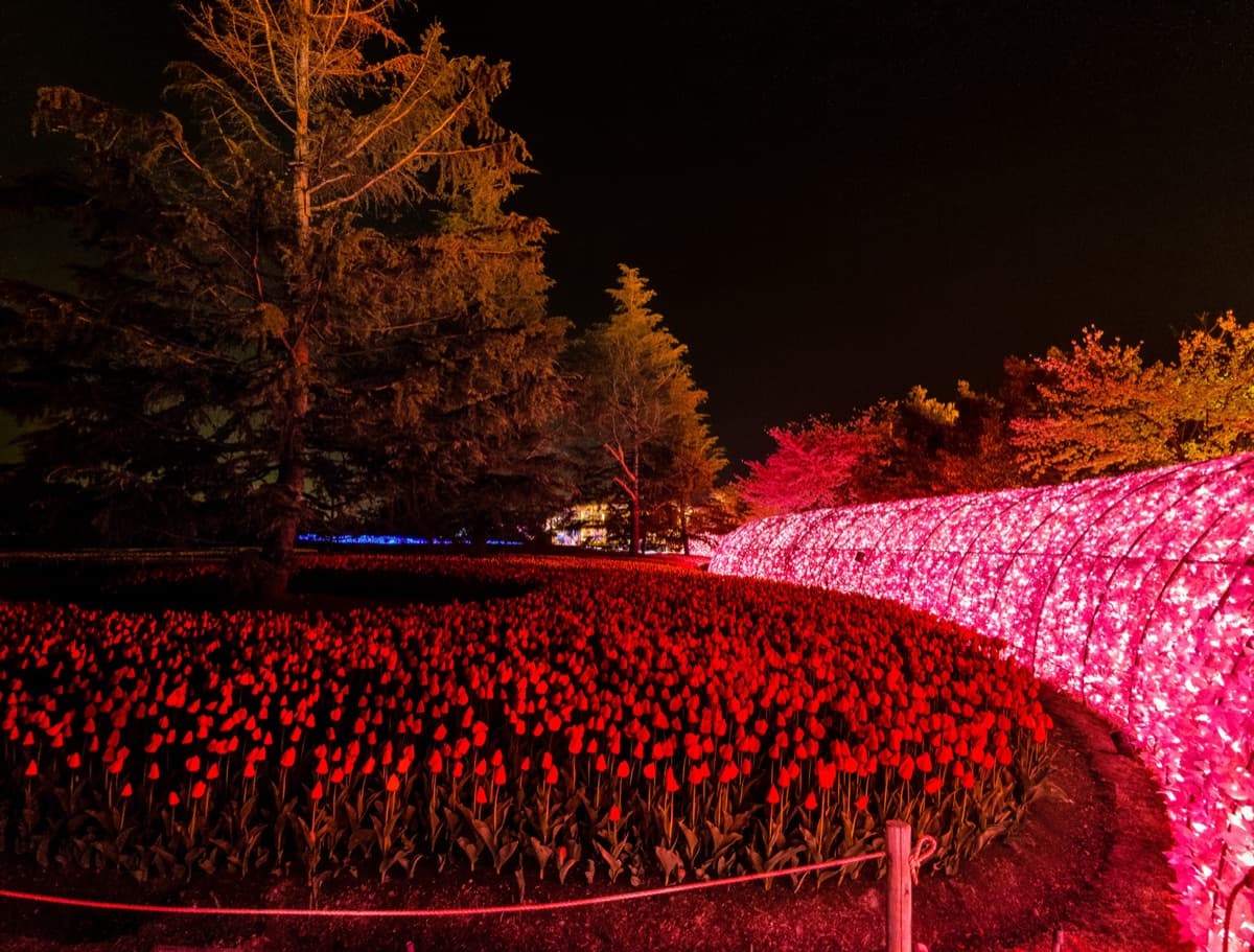 A bed of red tulips beside a pink light tunnel at night in spring