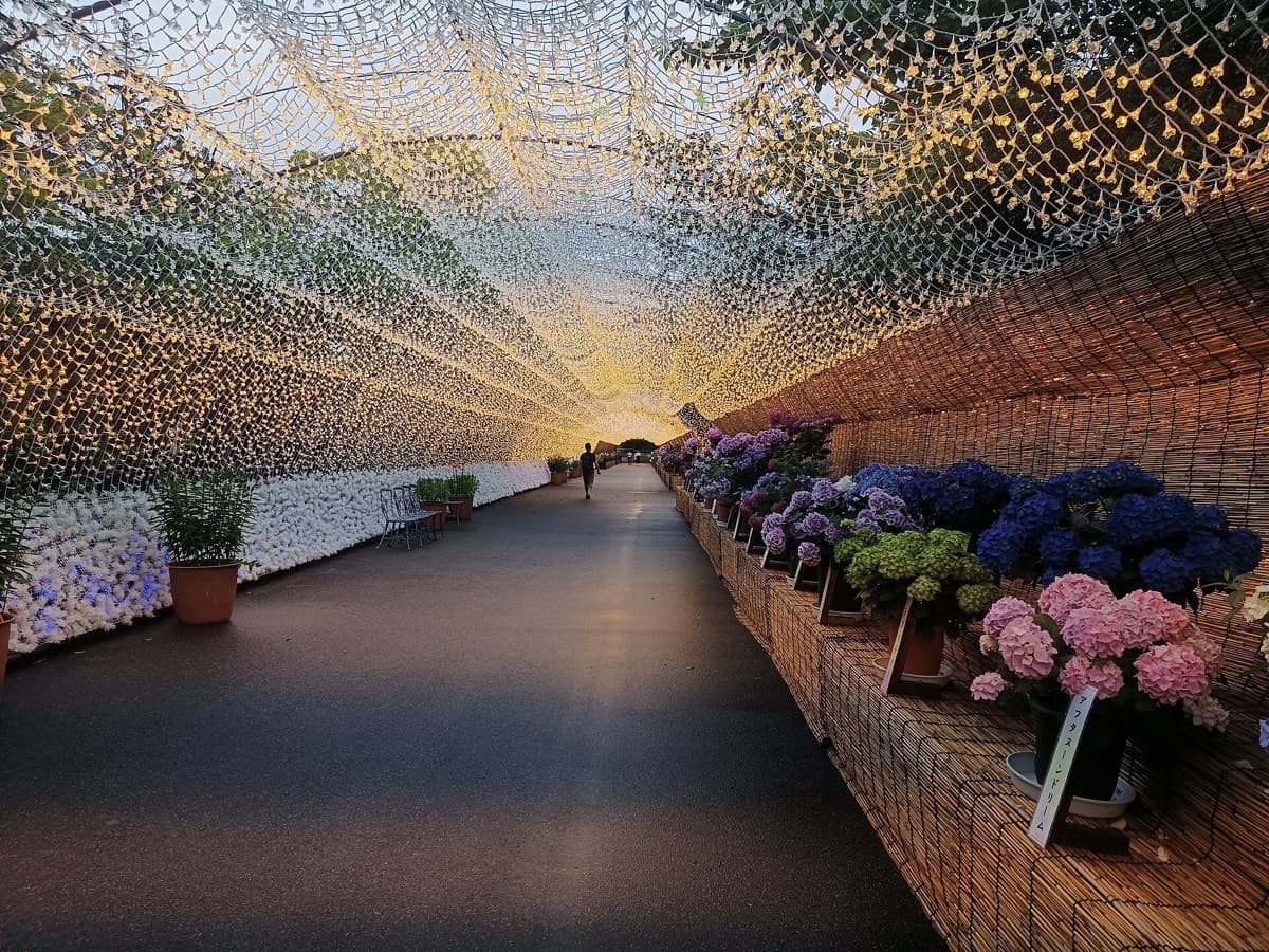 The light tunnel in early evening in June with potted hydrangeas in pink, blue and white along the path