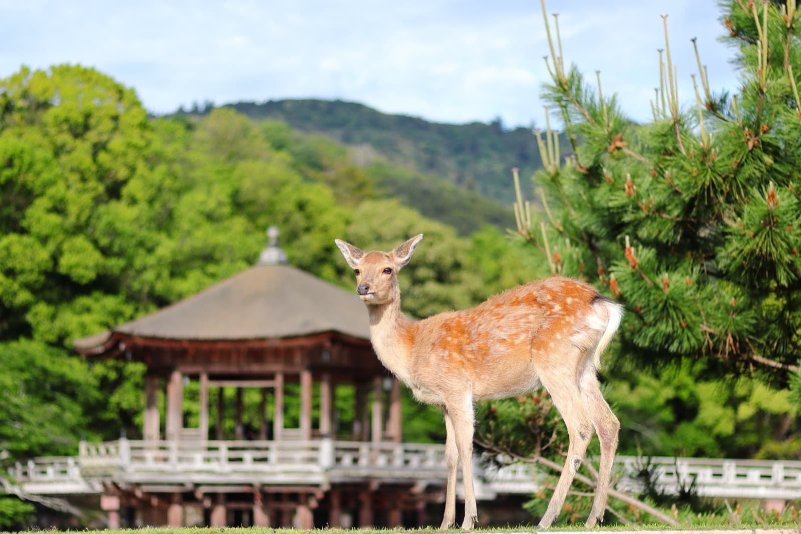 Nara Day Trip: How to Get There from Kyoto or Osaka — Trains, Times and Fares