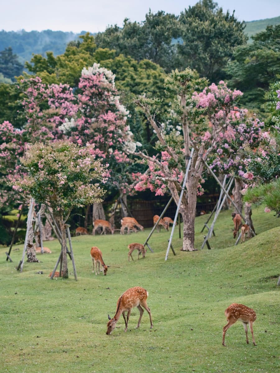 Deer grazing on a green lawn under pink flowering trees in Nara Park