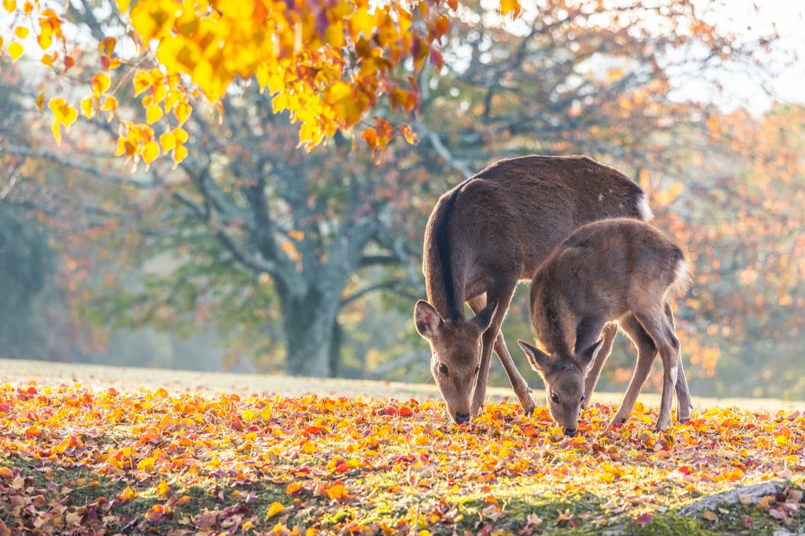 A doe and fawn grazing among fallen autumn leaves in Nara Park