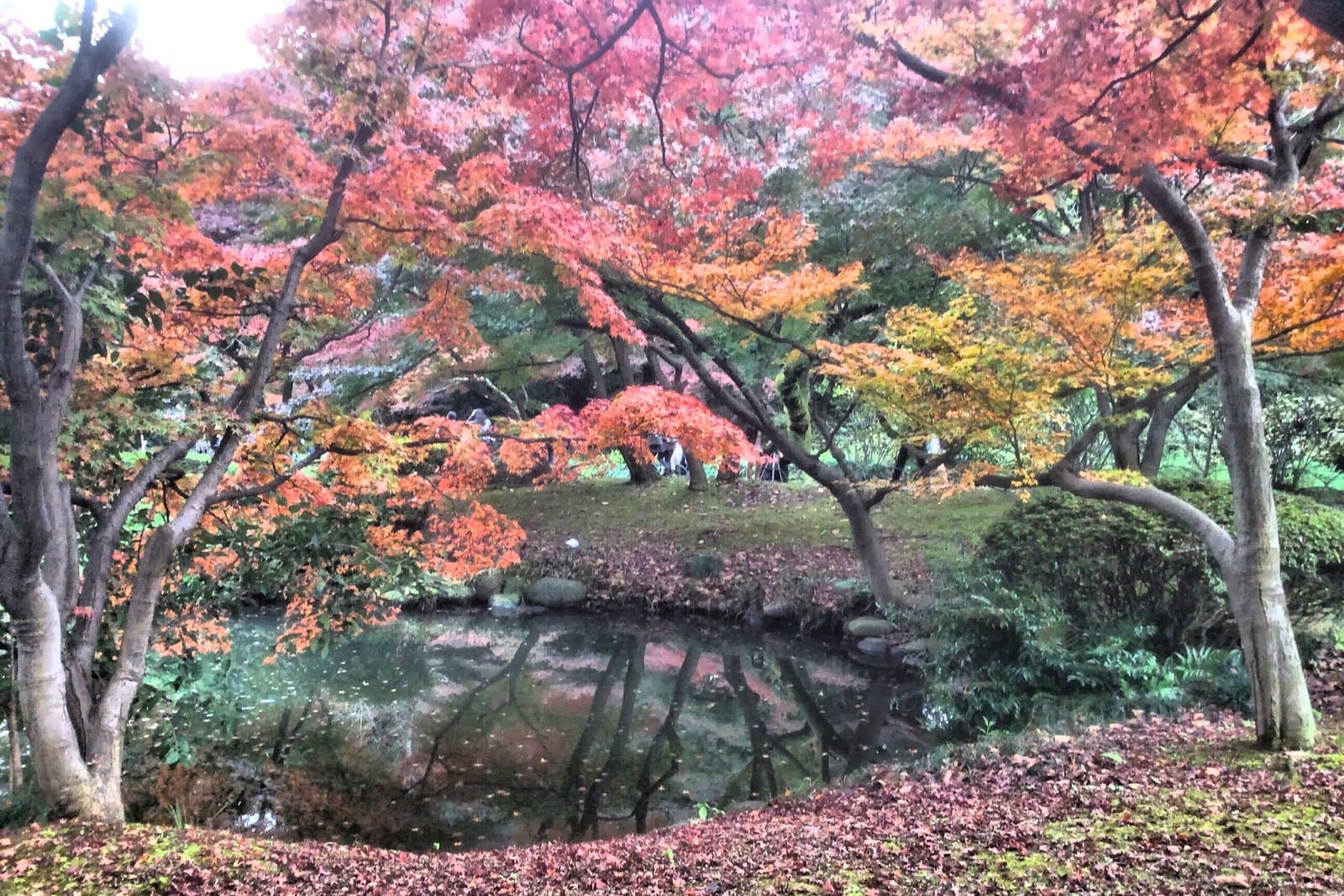 Red and orange maple trees arching over a pond in Shinjuku Gyoen in late autumn