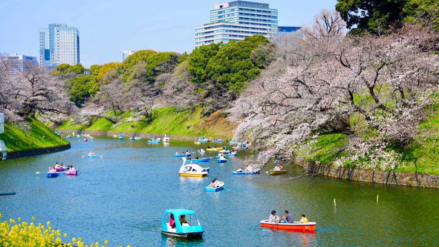 Tokyo Cherry Blossom 2027: A Self-Guided Traveler's Planning Guide