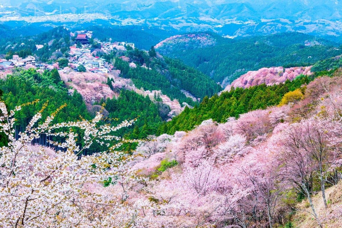 Hillside at Yoshinoyama covered in thousands of cherry trees in bloom