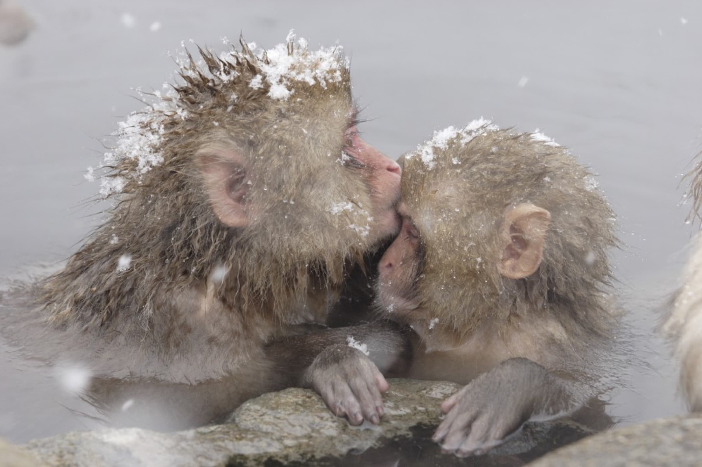 Two Japanese macaques nuzzling in a hot spring during snowfall at Jigokudani