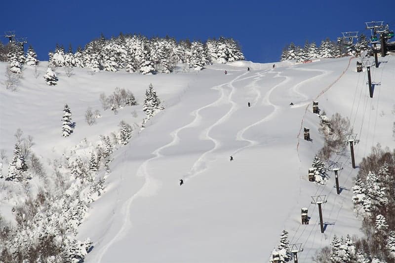 Eine breite präparierte Piste zwischen schneebedeckten Nadelbäumen in Shiga Kogen