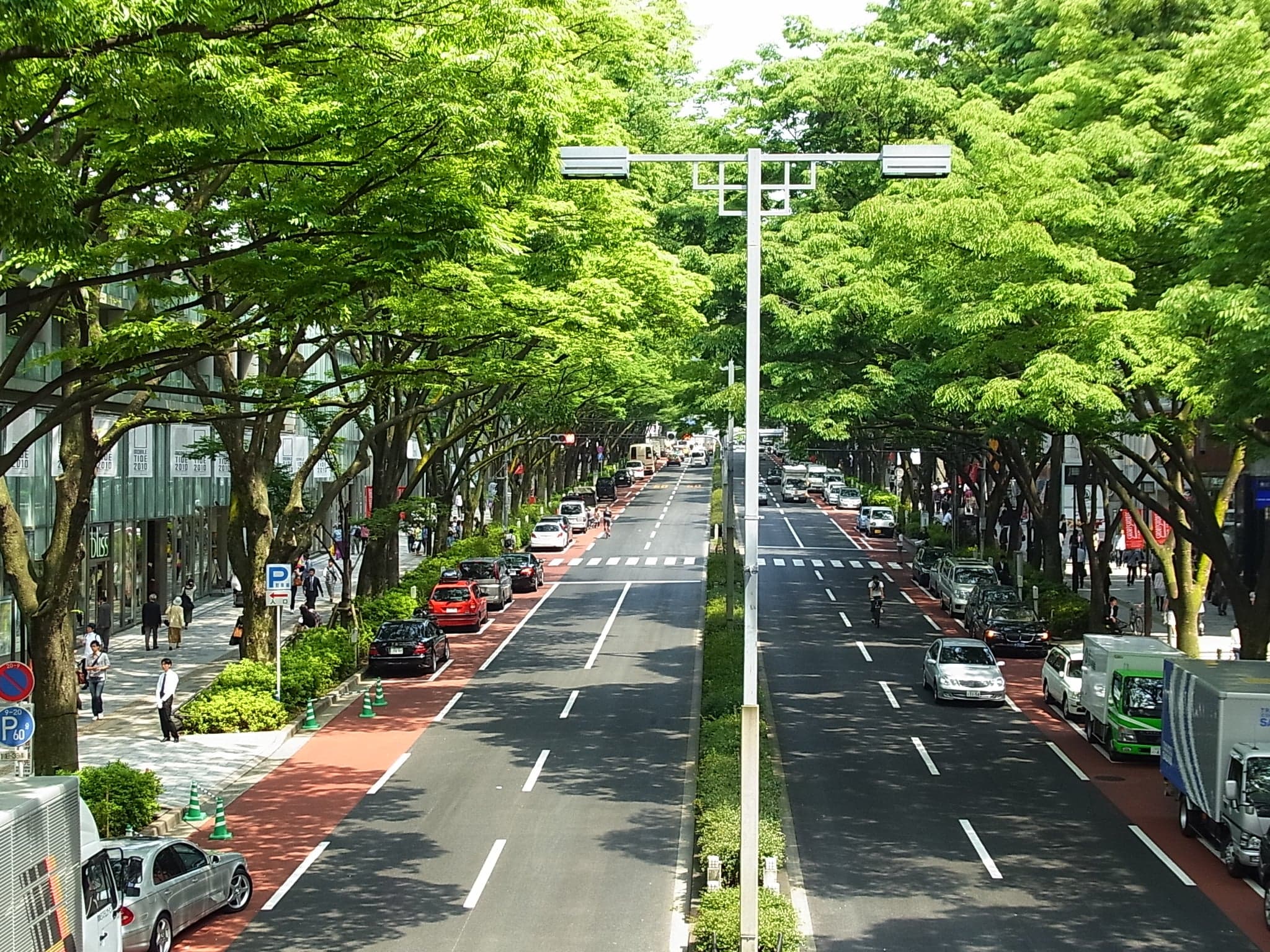 Omotesando avenue lined with tall green zelkova trees on both sides