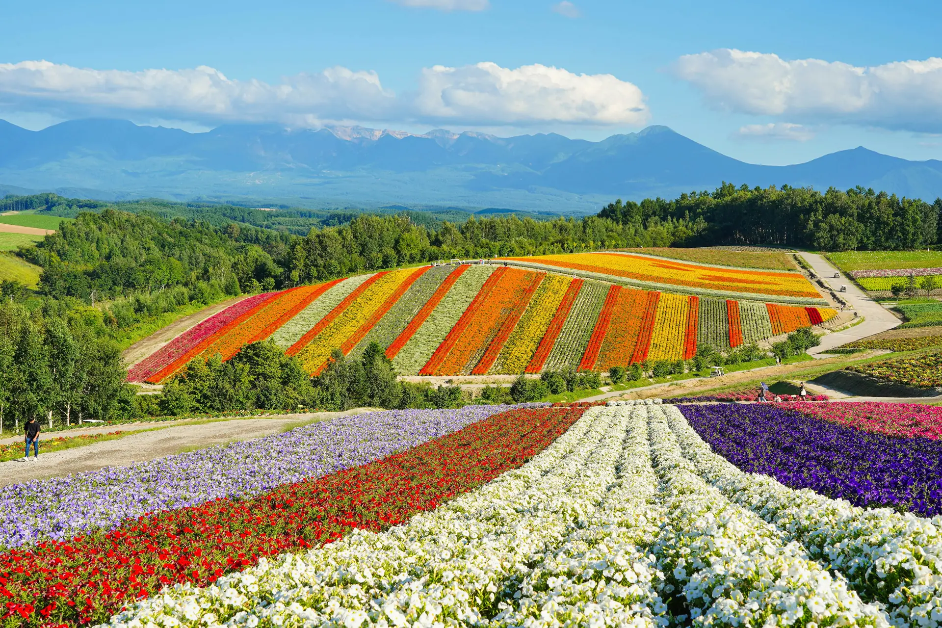 Colorful striped flower fields of Shikisai-no-oka hill with the Tokachi mountains in Biei, Hokkaido