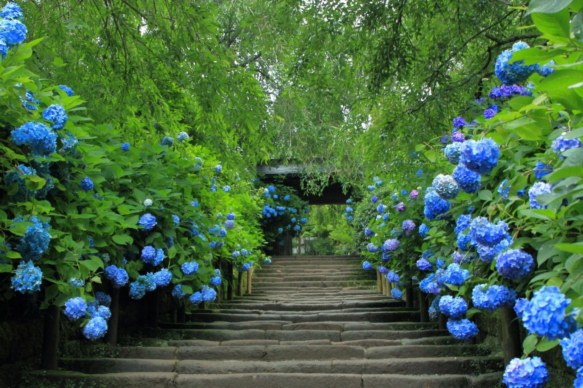 Stone steps lined with blue hydrangeas (ajisai) leading to a temple gate in Kamakura