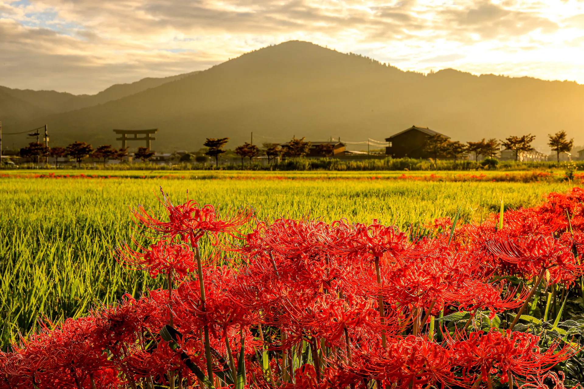 Crimson higanbana spider lilies blooming along the rice paddies below Mount Miwa, with the great torii gate of Omiwa Shrine at sunrise in Nara, Japan